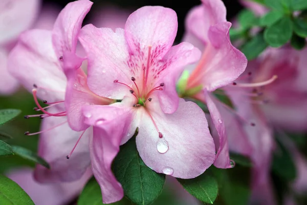 Rózsaszín Virágzó Azálea Természetes Háttér — Stock Fotó