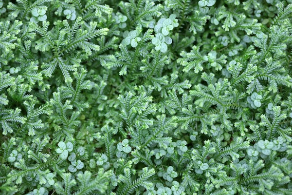 Fond Vert Naturel Herbe Plantes — Photo