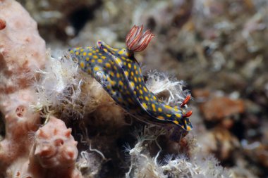makro fotoğraf sıradışı çıplak deniz tarağı, Filipinler 'de dalış       