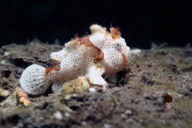 Okyanusta kurbağa balığı, Filipinlerde sualtı fotoğraf dalışı  