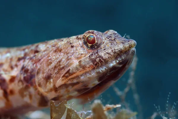 Undersøiske Close Fotografering Sand Firben Fisk Dykning Filippinerne - Stock-foto