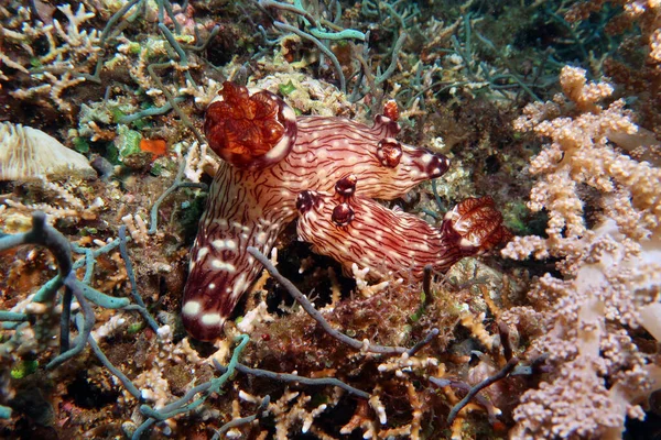 Foto Makro Unusual Nudibranch Clam Diving Filipina — Stok Foto