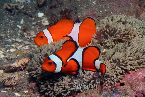 Bright Anemone Fishes Ocean Underwater Photo Diving Philippines — Stock Photo, Image