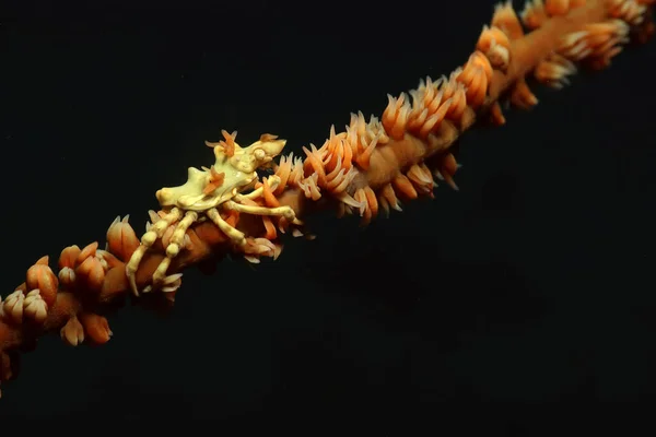 Tel Mercan Yengeçleri Xenocarcinus Tuberculatus Fotoğraf Filipinler Dauin Yakınlarında Çekildi — Stok fotoğraf