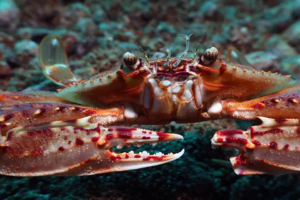 Big Crab Ocean Underwater Photo Diving Philippines — Stock Photo, Image