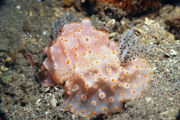 Makro Foto Neobvyklé Nudibranch Škeble Potápění Filipínách — Stock fotografie