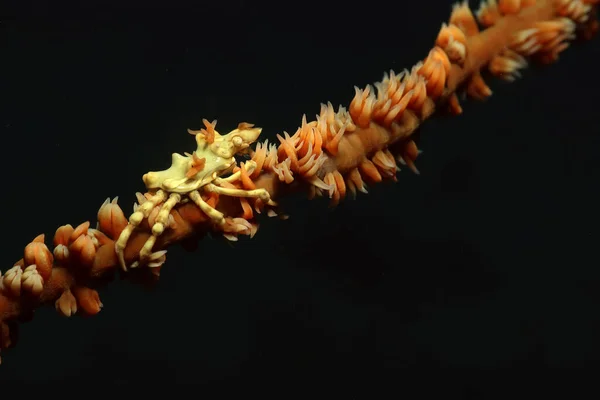 Wire Coral Crabs Xenocarcinus Tuberculatus Picture Taken Nearby Dauin Philippines — Stock Photo, Image