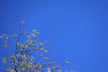 Baharda mavi gökyüzüne karşı çiçek açan bir ağacın doğal arkaplanı