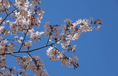 Mavi gökyüzüne karşı çiçekli sakura dalları