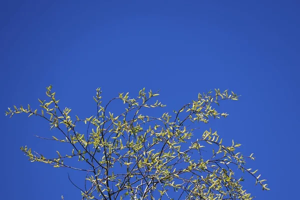 Natural Background Blossoming Tree Blue Sky Spring — Stock Photo, Image