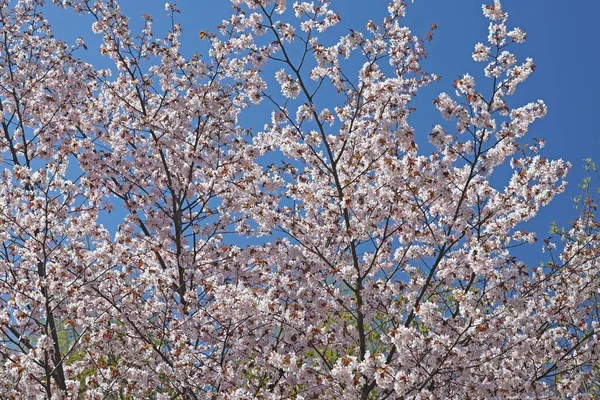 Baharda açan güzel sakura