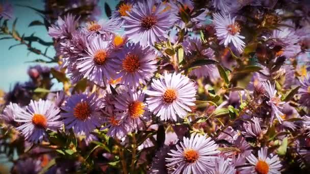 Λουλούδια σε κήπο 4k — Αρχείο Βίντεο