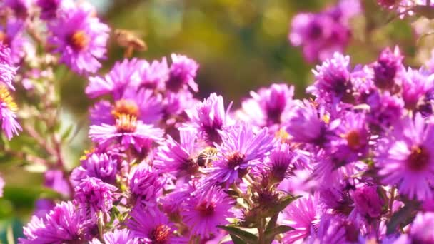 Bloemen in tuin 4k — Stockvideo