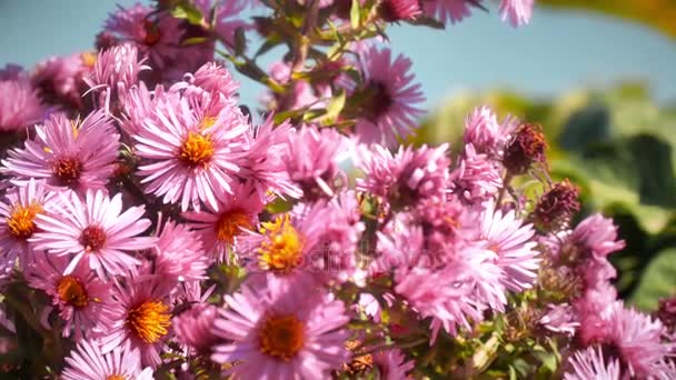 Цветы в саду 4k — стоковое видео