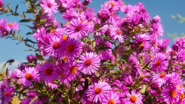 Flores en el jardín 4k — Vídeos de Stock