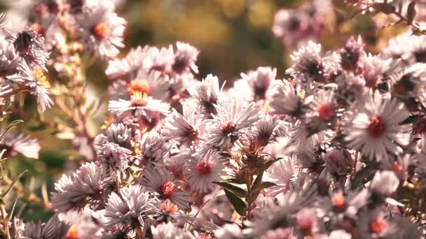 Blommor i trädgården slow motion — Stockvideo