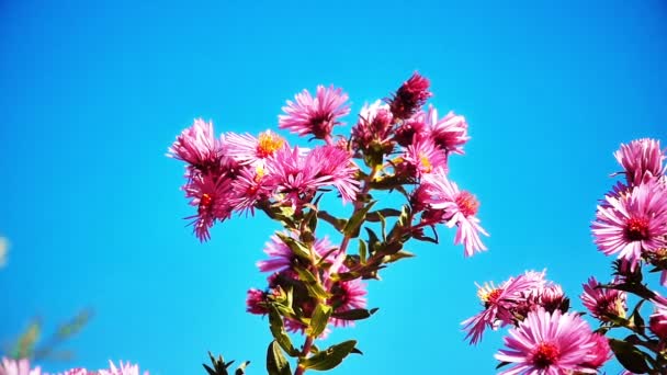 Flores en jardín cámara lenta — Vídeos de Stock