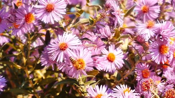 庭のスローモーションの花 — ストック動画