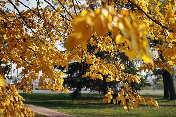 Autumn leaf in tree — Stock Photo, Image