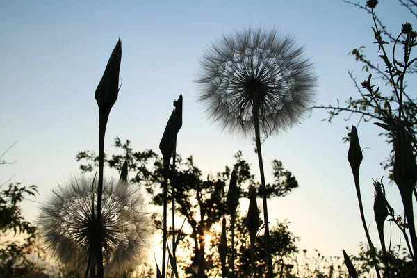 Pissenlit macro détails coucher de soleil — Photo