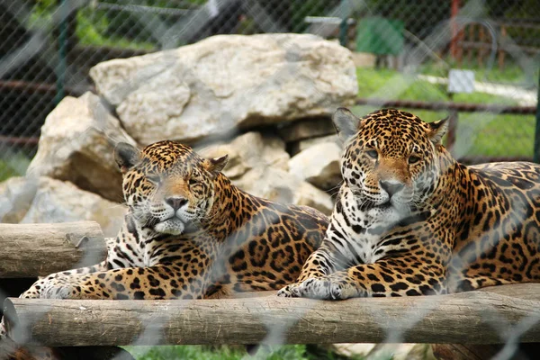 Λεοπάρδαλη στο ζωολογικό κήπο — Φωτογραφία Αρχείου