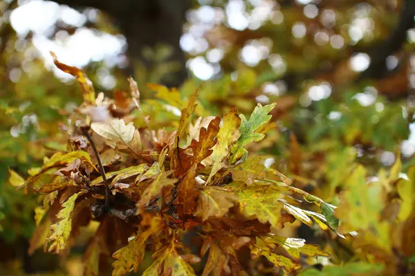 Φύλλα βελανιδιάς το φθινόπωρο — Φωτογραφία Αρχείου