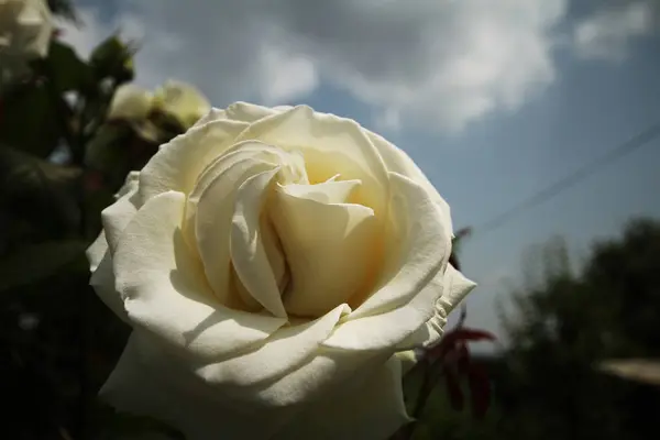花园里的白玫瑰 — 图库照片