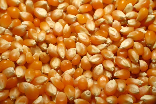 Corn seeds macro close up — Stock Photo, Image