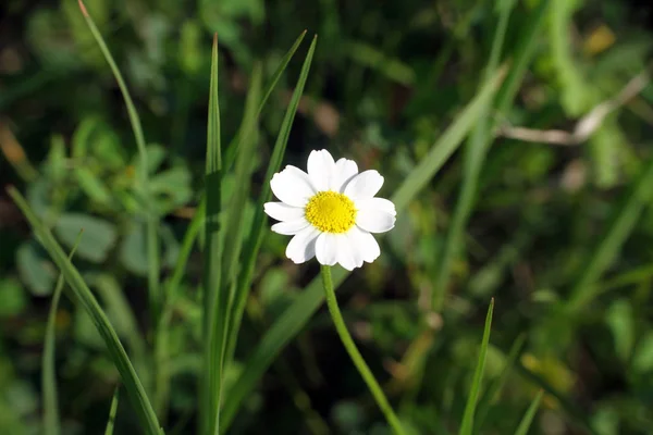 Fleur de camomille hongroise — Photo