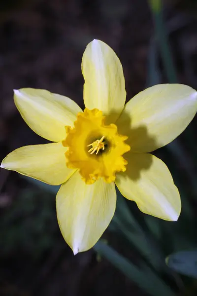 Żółte kwiaty makro z bliska — Zdjęcie stockowe