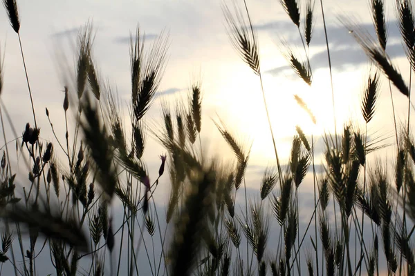 Seco prado de hierba amarilla en la puesta del sol —  Fotos de Stock