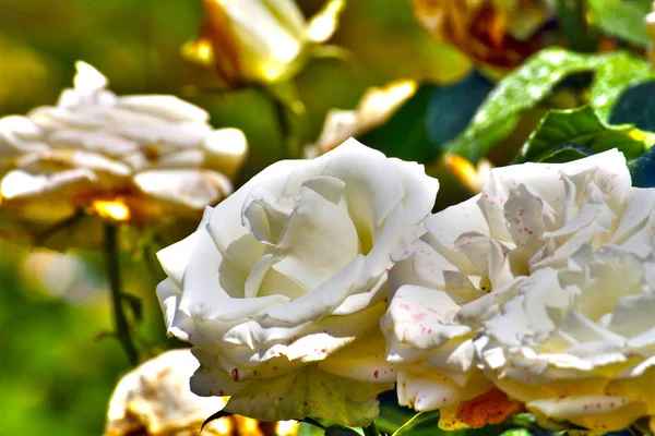 Weiße Rose im Garten — Stockfoto