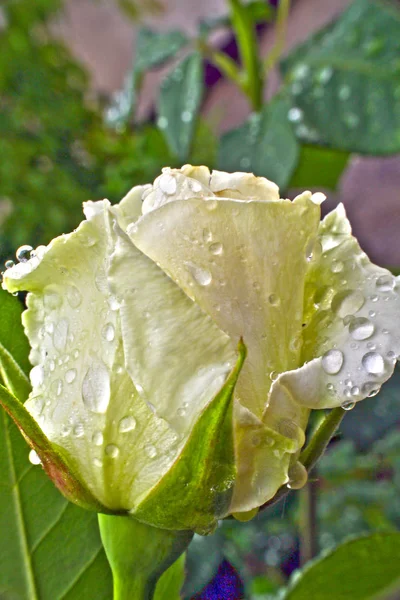 花园里的白玫瑰 — 图库照片