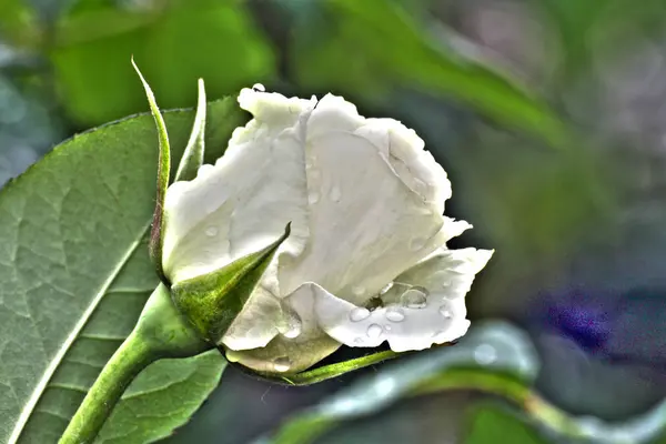 Белая роза в саду — стоковое фото