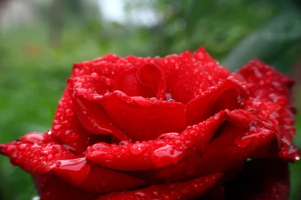 Rote Rose Regentropfen — Stockfoto