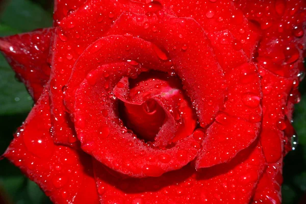 Rode roos regen druppels — Stockfoto