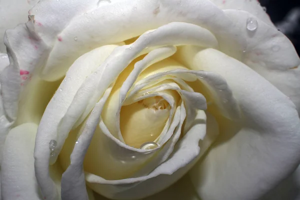 Fehér Rózsa eső esik — Stock Fotó