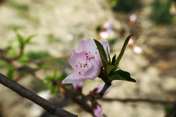 Beautiful flowering Japanese cherry — Stock Photo, Image