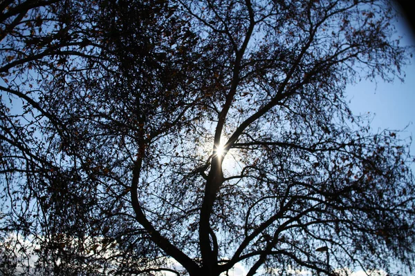 Sun ray tree in park — Stock Photo, Image