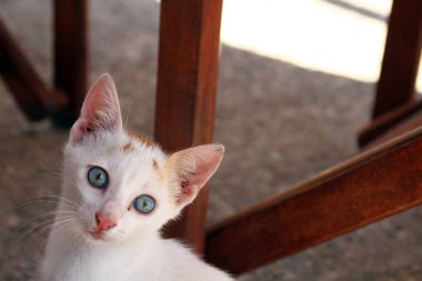 Mavi gözlü beyaz kedi.