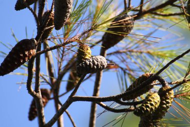 ağaç üzerinde koni
