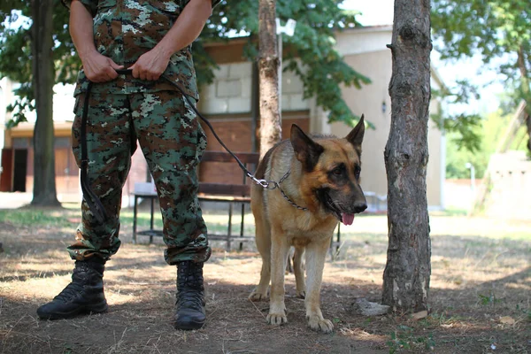 강아지와 육군 군인 — 스톡 사진
