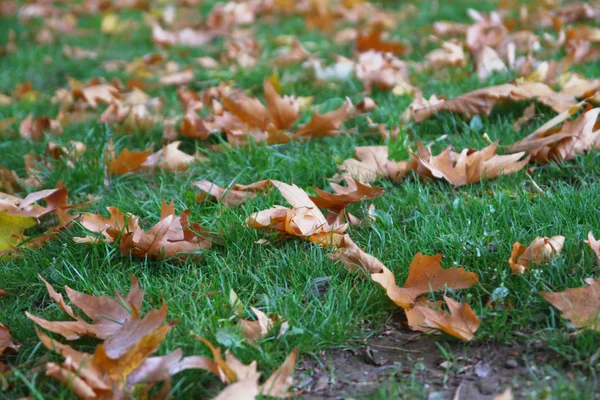 Hojas de otoño en hierba verde — Foto de Stock
