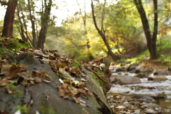 Herbstlaub im Wald — Stockfoto