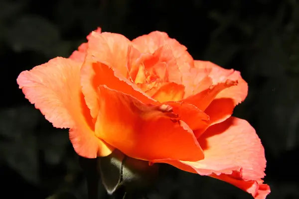 Rose orange dans le jardin — Photo