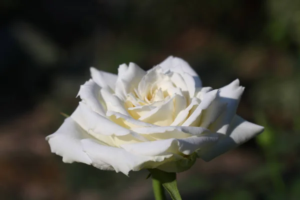 Weiße Rosen im Garten — Stockfoto