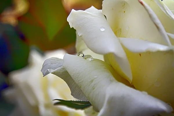 Weiße Rose Regentropfen — Stockfoto