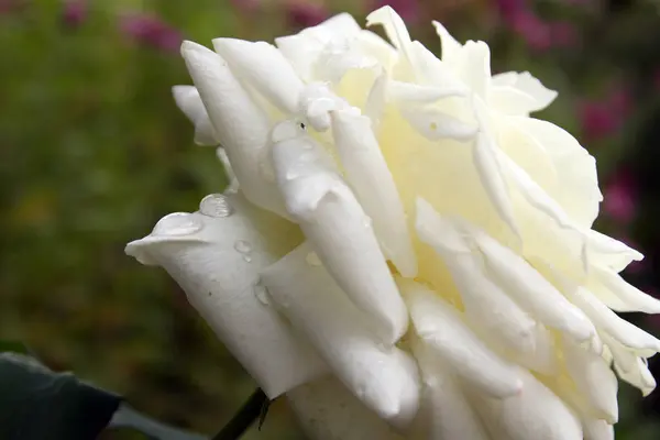 Білий трояндовий дощ падає — стокове фото