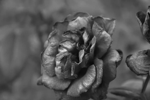 Rosa gótico preto e branco — Fotografia de Stock