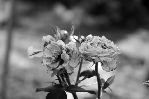 Rosa gótico preto e branco — Fotografia de Stock